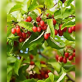 Japon Kirazı ( Big Goumi ) 50 -75cm Özel Ürün