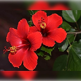 Japon Gülü (CHİNESE ROSE / HİBİSCUS) 70 - 120 Cm Tüplü