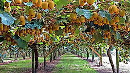 Kivi(2 DİŞİ-1 ERKEK) 80 -120 Cm 3 yaşında 3 Adet Gönderilecek