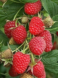 Ahududu Fidanı ( 50-100 Cm Arası ) Tüplü