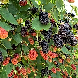 Böğürtlen ( Jumbo  ) 50-75 Cm Boyunda Tüplüdür