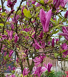 Manolya Yaprak Döken Manolya Tüplü