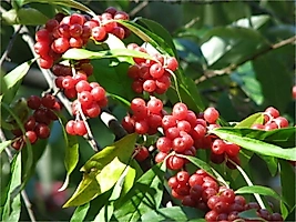 Güz Zeytini (ELEAGNUS UMBELLATA) Fidanı 150 -180 Cm Boyunda Meyve Verecek Durumda