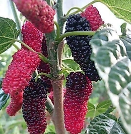 Yediveren Avustralya Dut Fidanı Tüplü 4 Yaş Meyve Verme Durumunda