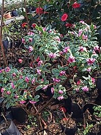 Kafkas Gülü(DAPHNE) Kokulu