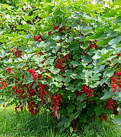 Frenk Üzümü ( Rovada  ) Meyve Verecek Durumda