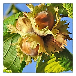 Fındık Fidanı( 2 Yaş Çakıldak  )  5 Adet 70-120 cm