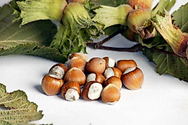 Fındık Fidanı Giresun Yabanisi Sivri  ( 70 Ile 120 cm Arası 5 Adet)