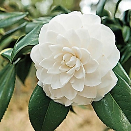 Beyaz katmerli Kamelya  Tüplüdür