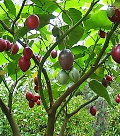 Tamarillo (DOMATES AĞACI)70-100 Cm Tüplüdür