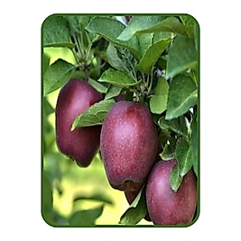 STARKİNG ELMA FİDANI TÜPLÜ