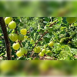 Bektaşi Üzümü Fidanı 50-70cm Tüplü