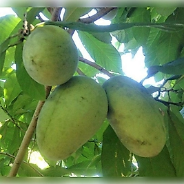 Indiana Banana (papav )50-75cm Boyunda