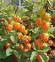 Altın Çilek Fidesi Tüplü 50-75 Cm Tüplü