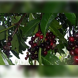 Karayemiş ( Taflan , Trabzon Kirazı ) 200-250 Cm Özel Kalite Olarak 7 Yaş