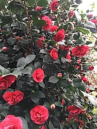 kamelya kırmızı Özel üretim ( Japonica )