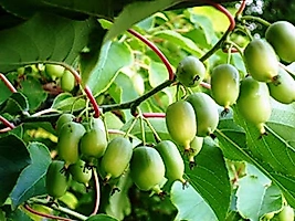 Salkım Kivi ( Üzüm Kivi, Sibirya Kivisi ) 50-75 Cm Meyve Verme Durumunda